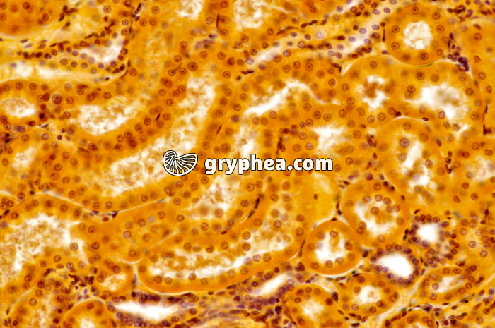 Tubules Rein x100 - gryphea.com